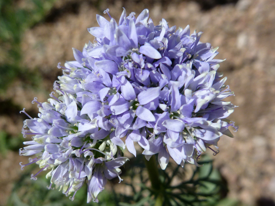 Pale blue-purple flowers