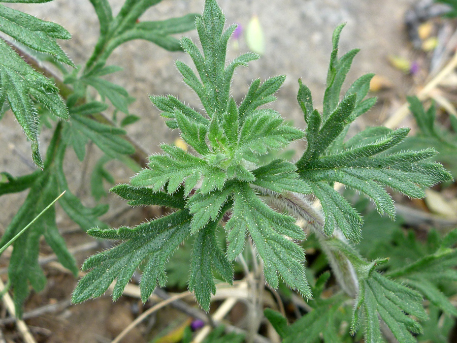 Hairy foliage