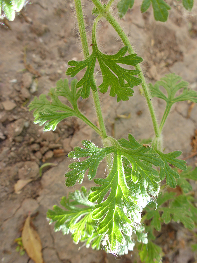 Divided, lobed leaves