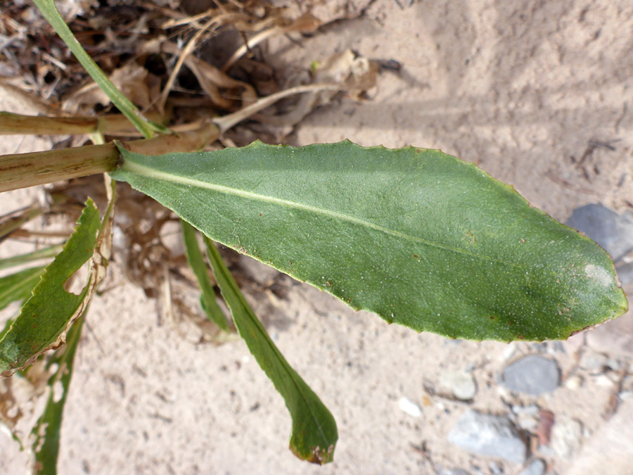 Toothed, oblanceolate leaf
