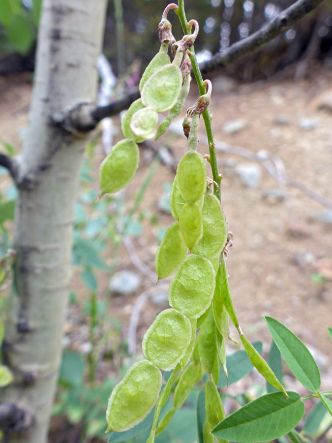 Flattened seed pods