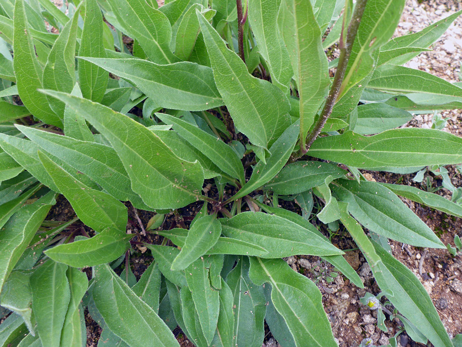 Basal leaves
