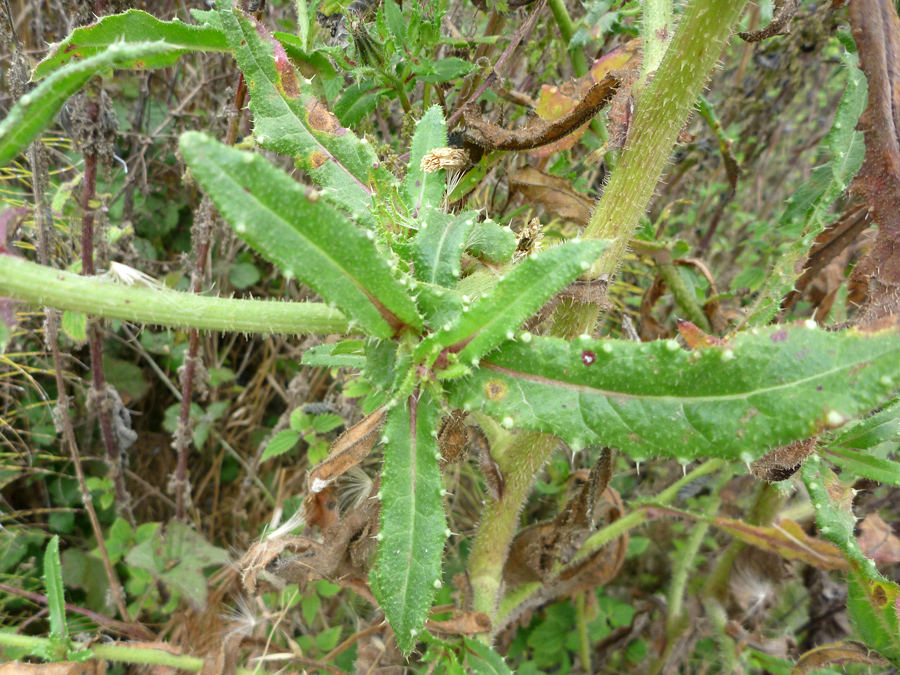Rough, spiny leaves
