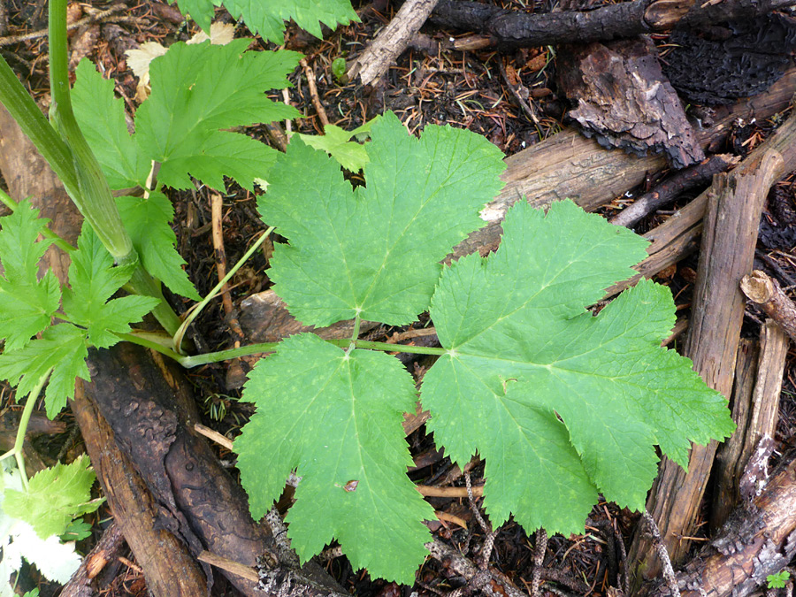 Basal leaf