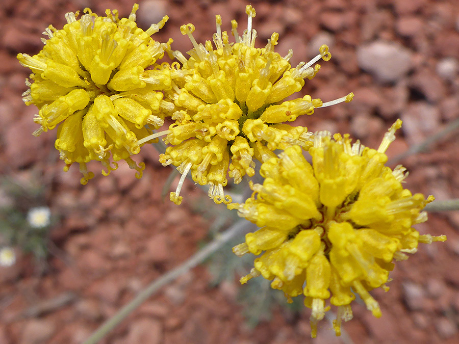 Spherical yellow flowerheads