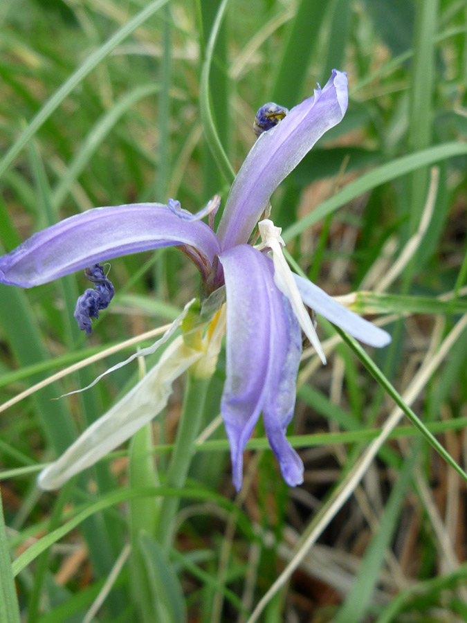 Bluish-purple sepals