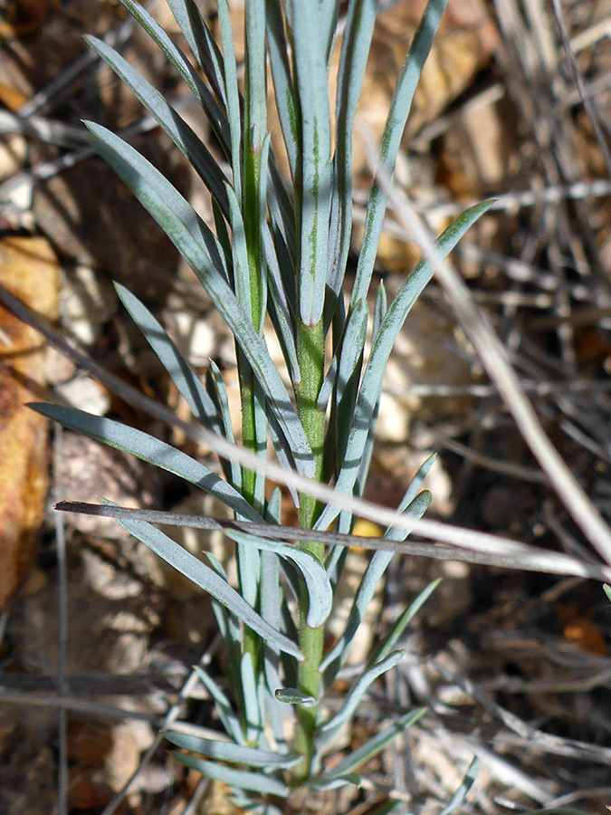 Linear stem leaves