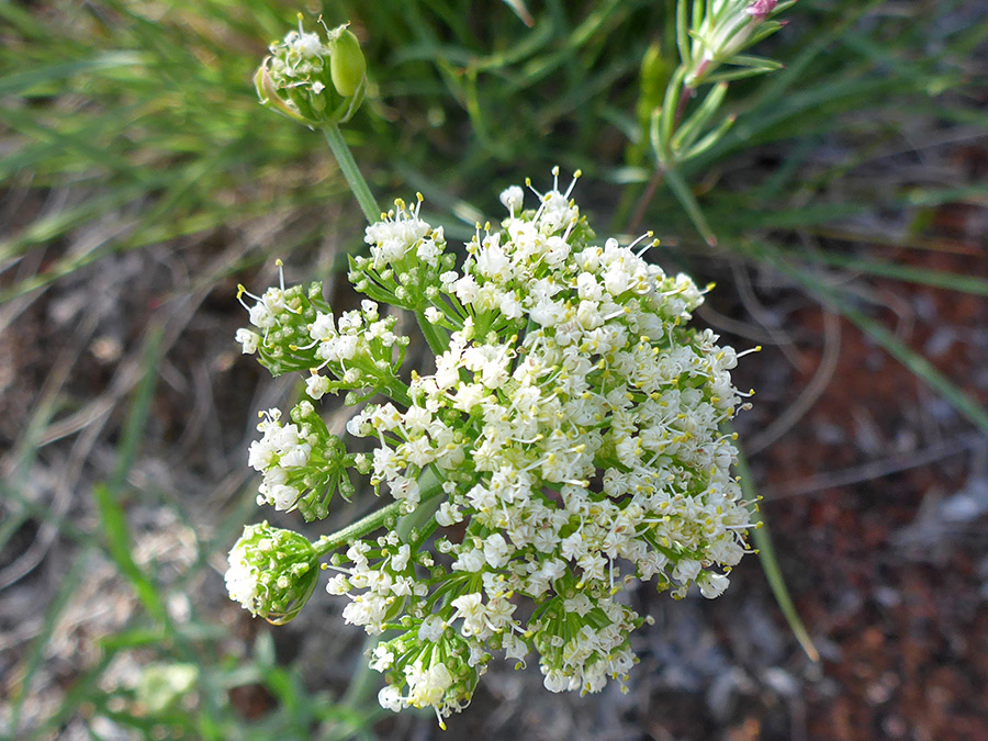 Spherical inflorescence