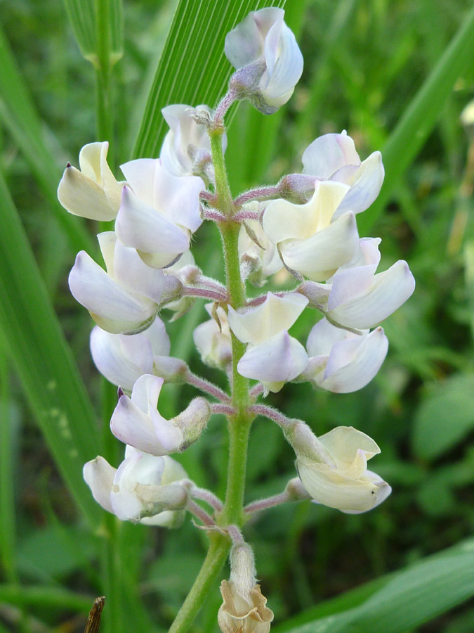 Pale cream flowers