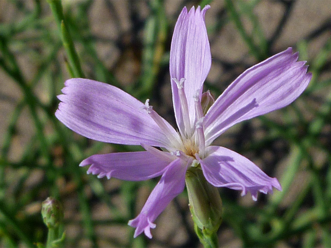 Six-petaled flower