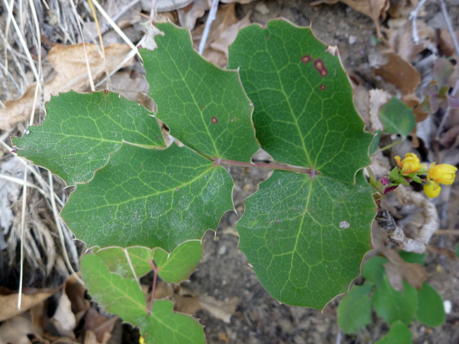Compound leaf