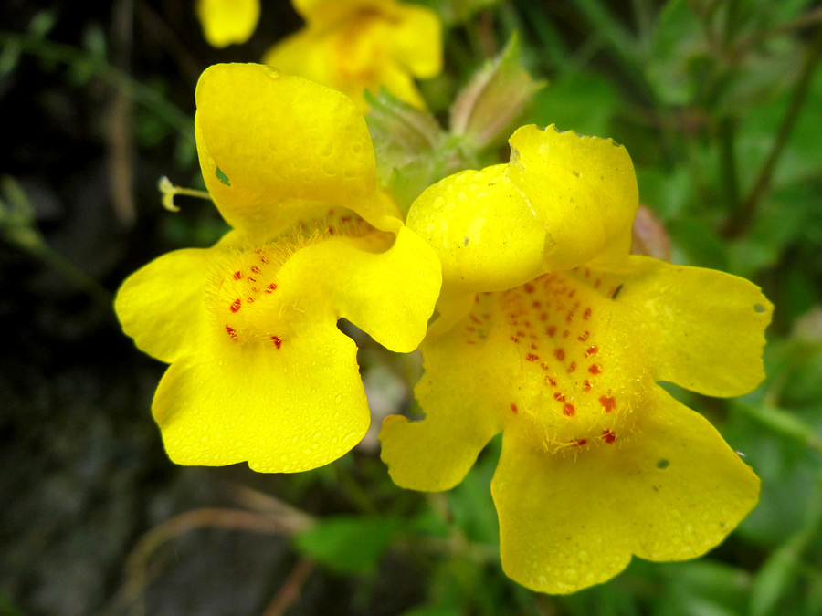 Pair of yellow flowers