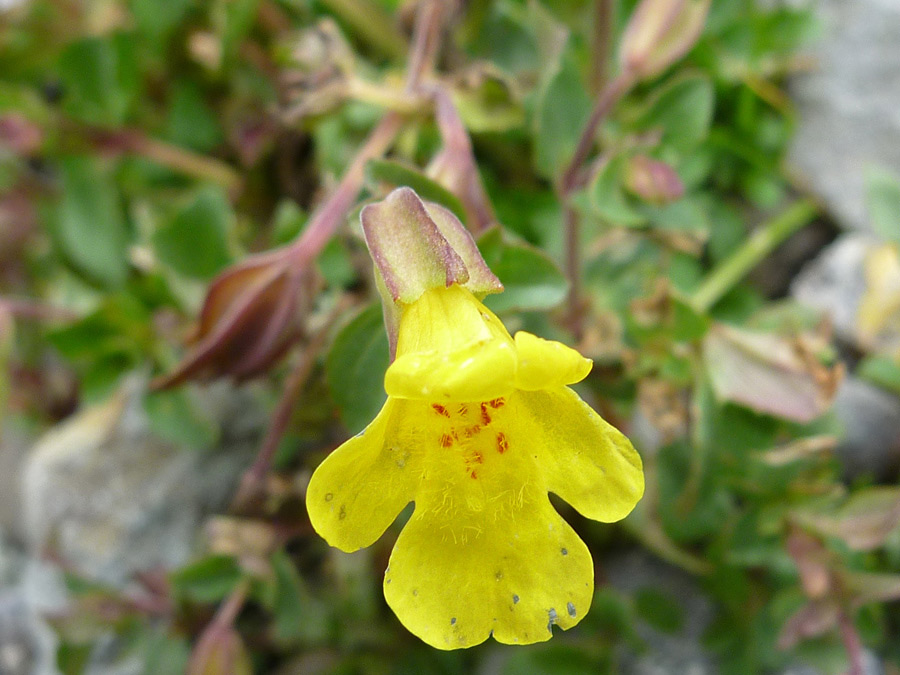 Hairy yellow flower