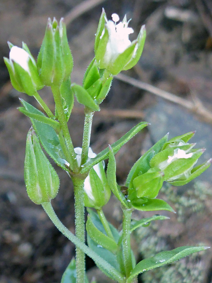 Upper stems