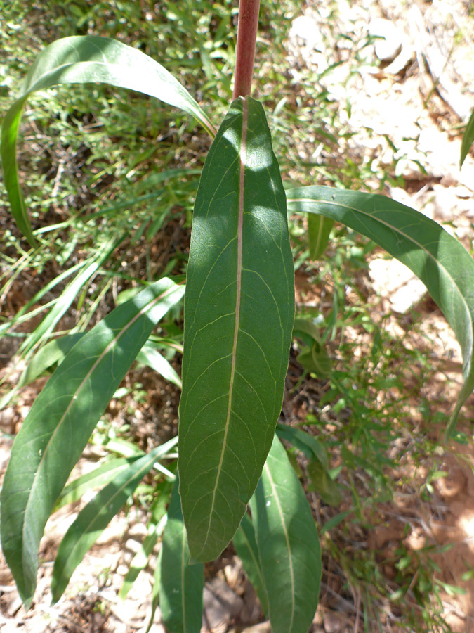 Veined leaf