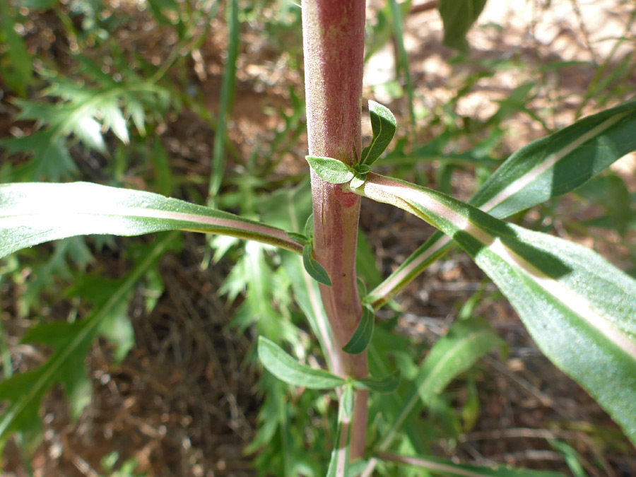 Reddish stem