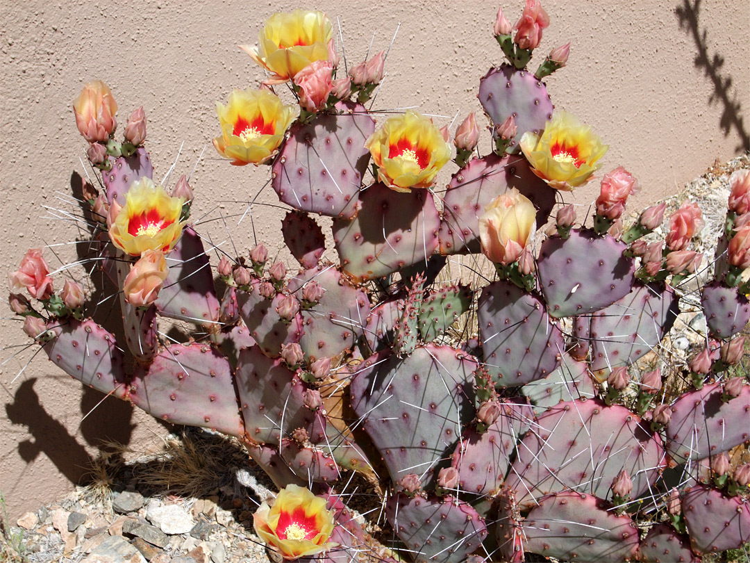 Yellow flowers