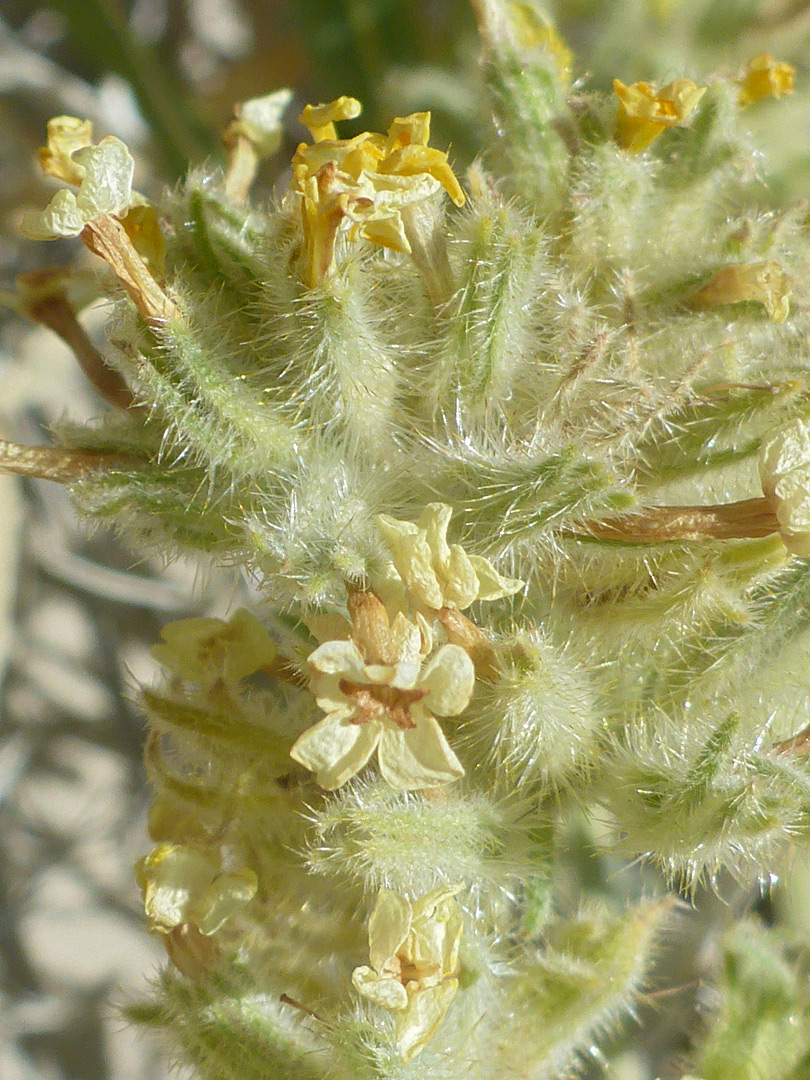 Bristly inflorescence