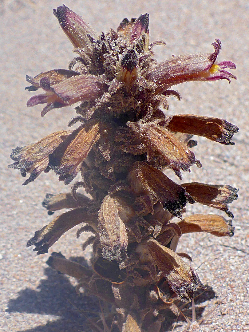 Purplish-brown inflorescence