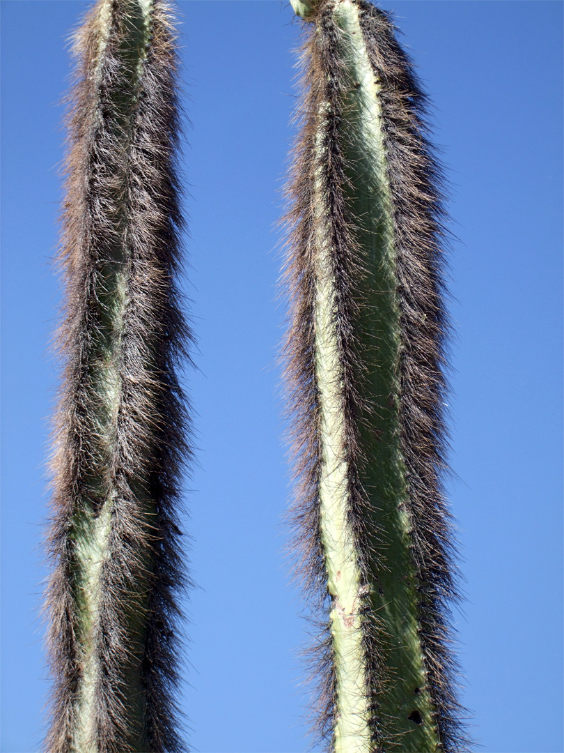 Hairy stems of pachycereus schottii