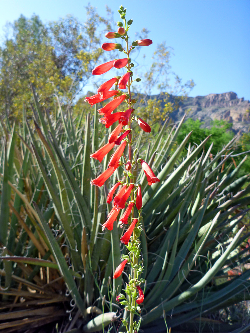 Flowers and yucca