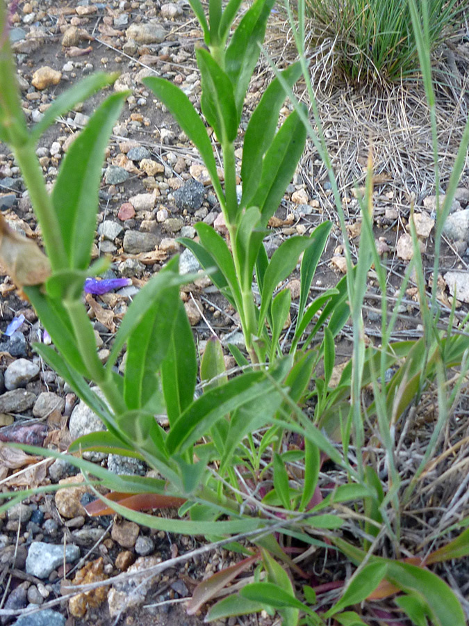 Leaves