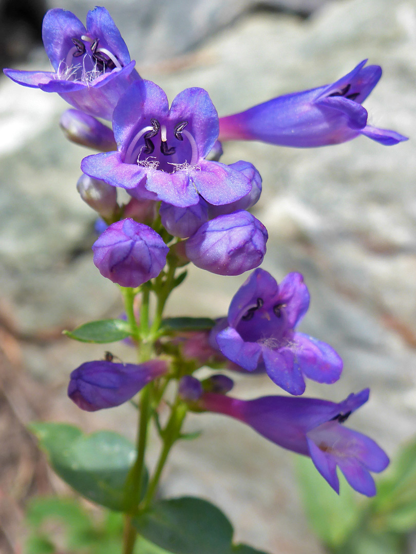 Blueish flowers
