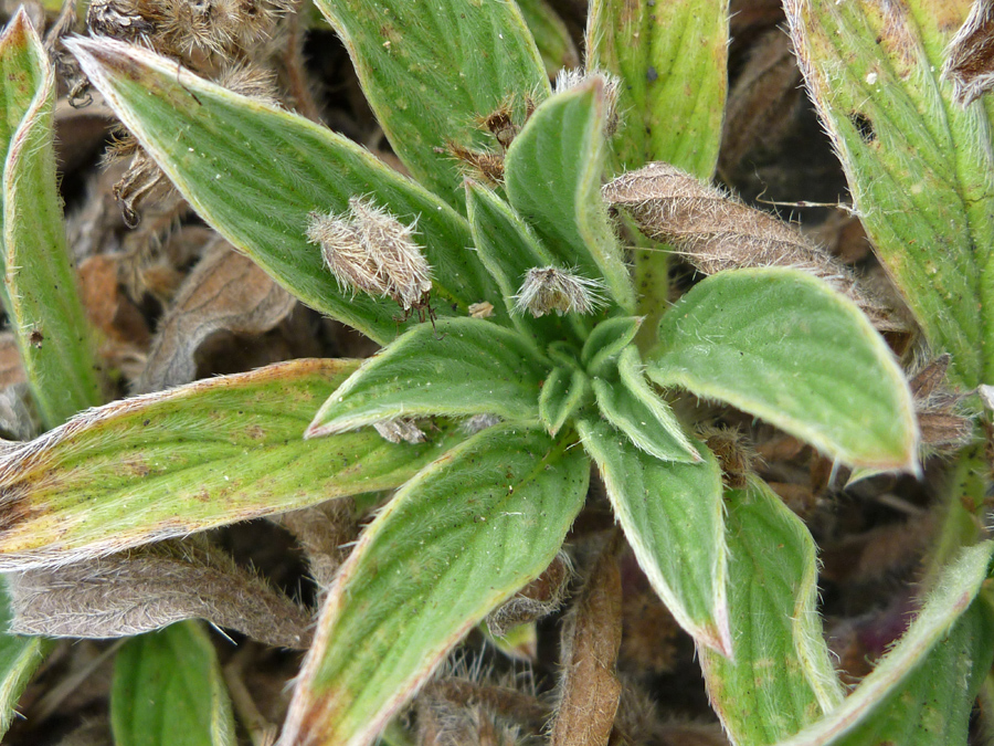 Thick hairy leaves