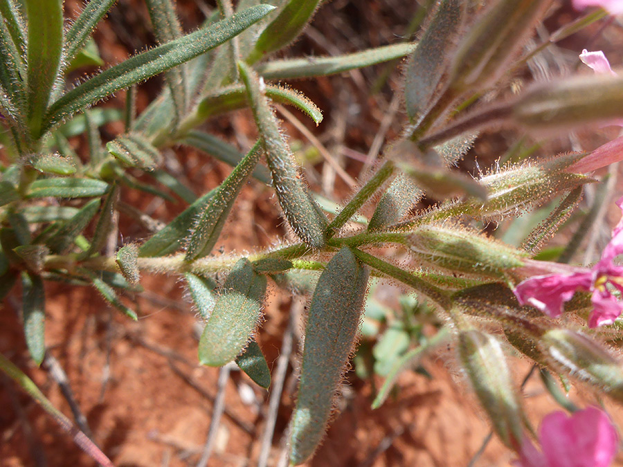 Hairy stems and leaves