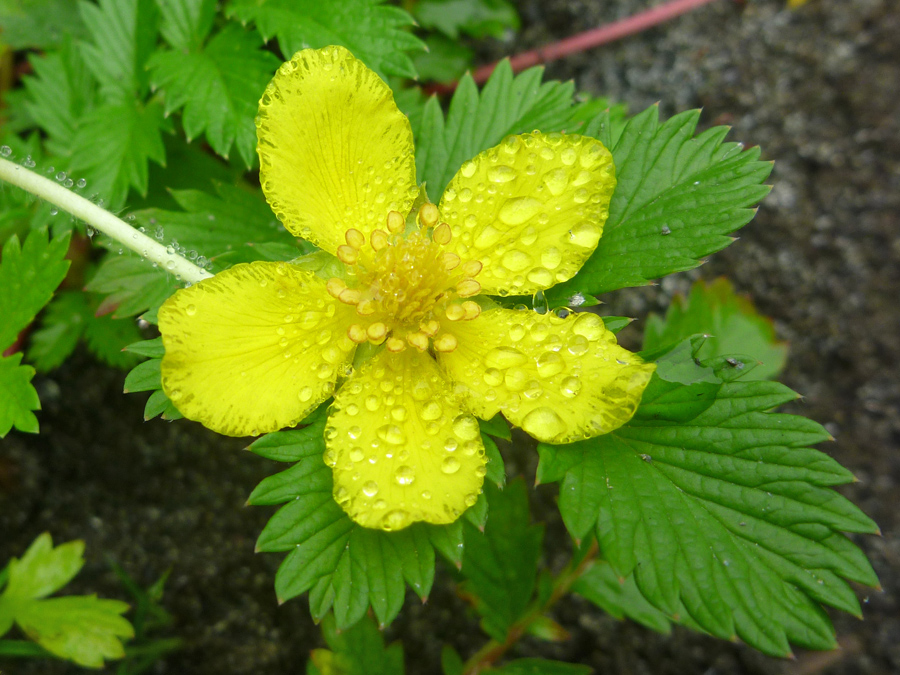 Yellow flower and green, toothed leaflets