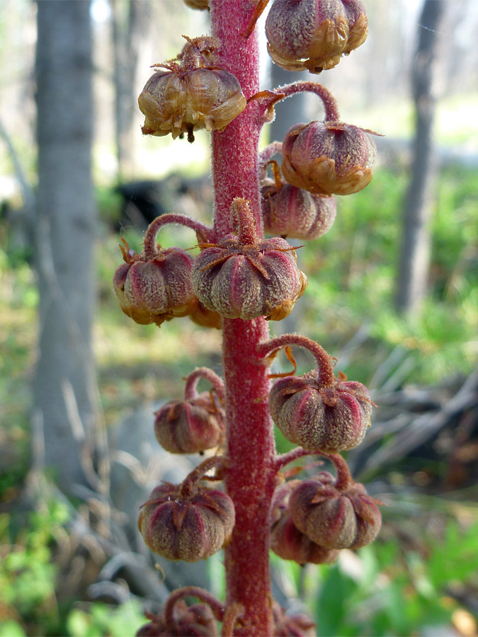 Pumpkin-shaped fruit