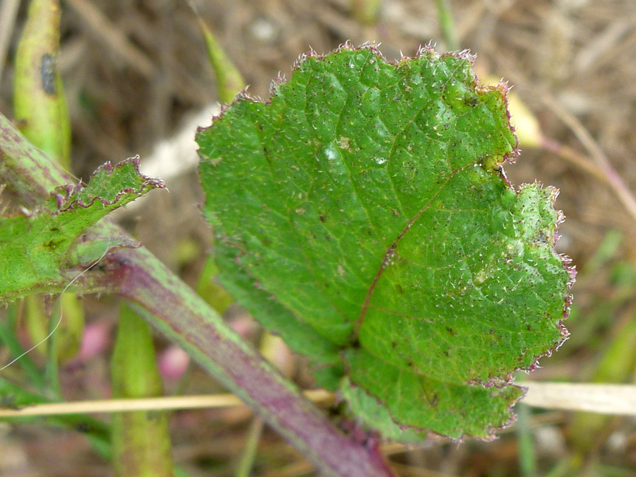 Hairy leaf margins
