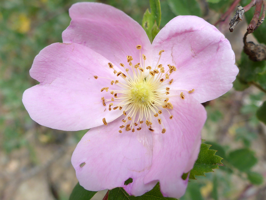 Pale pink flower
