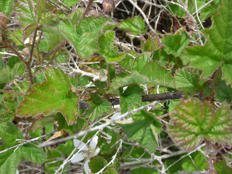 Leaves and stems