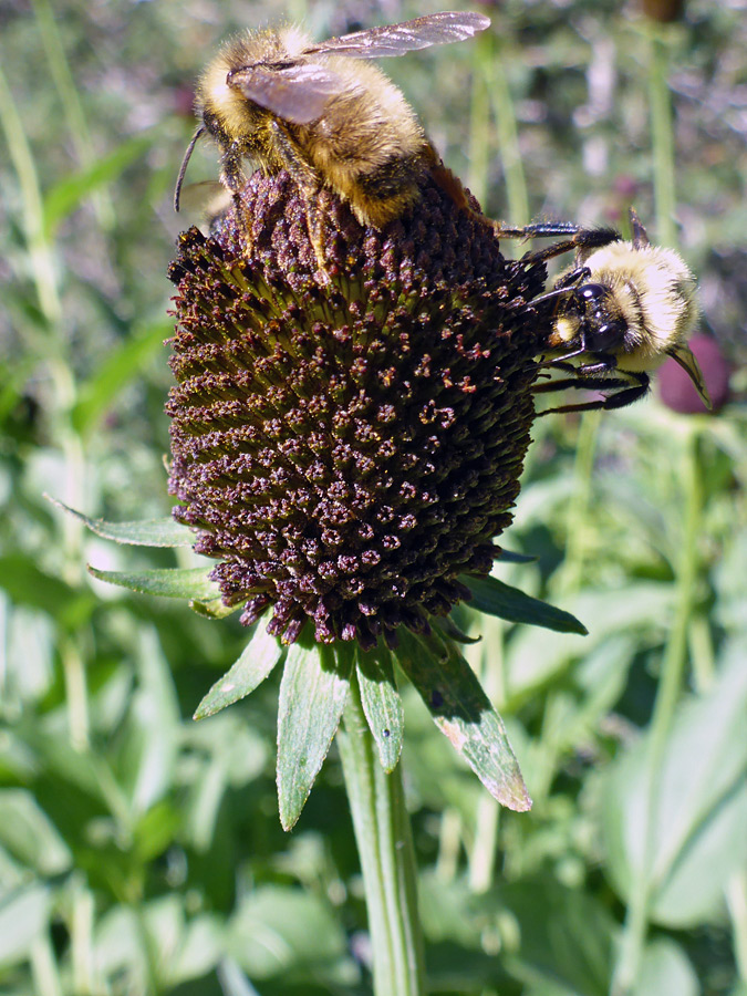 Bees on a flowerhead