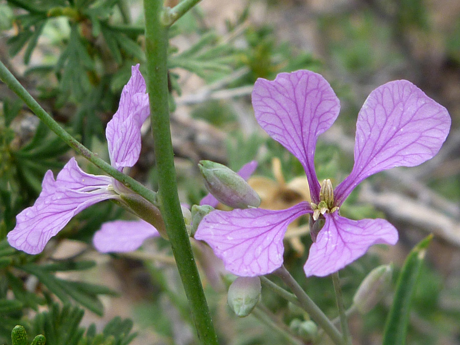 Purple-veined petals