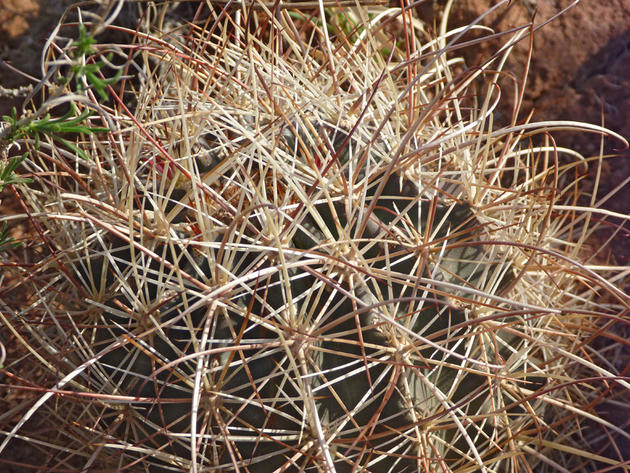 Long spines