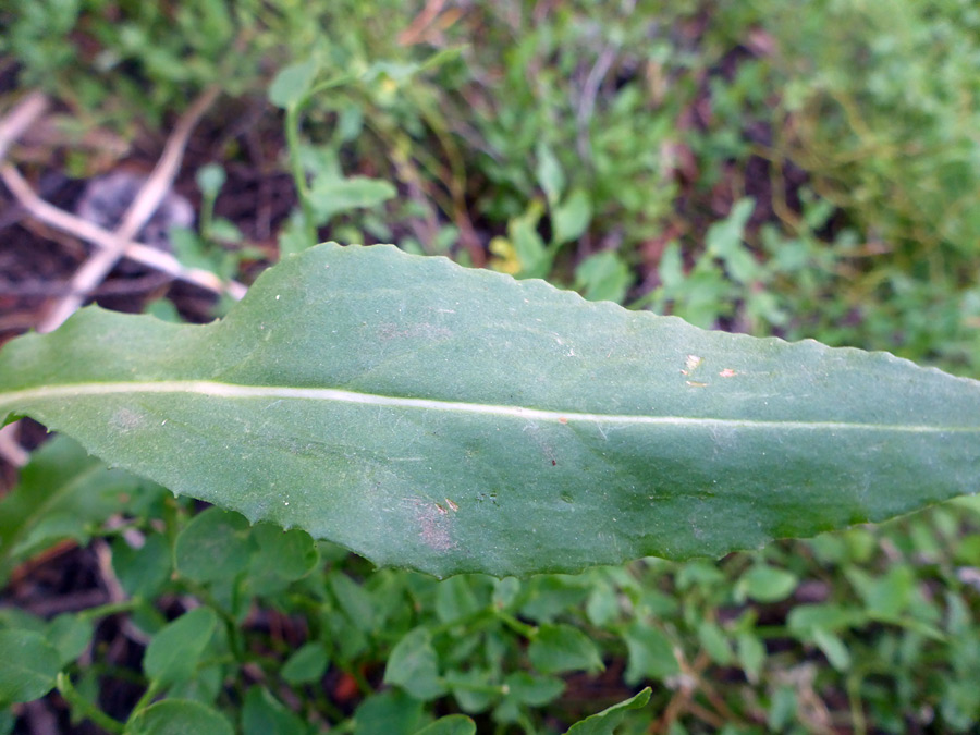 Shallowly-toothed leaf