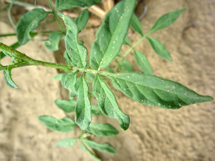 Divided leaf