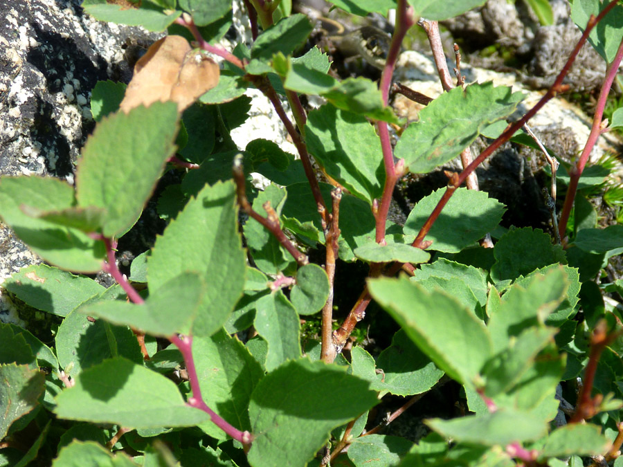 Green leaves and red stems