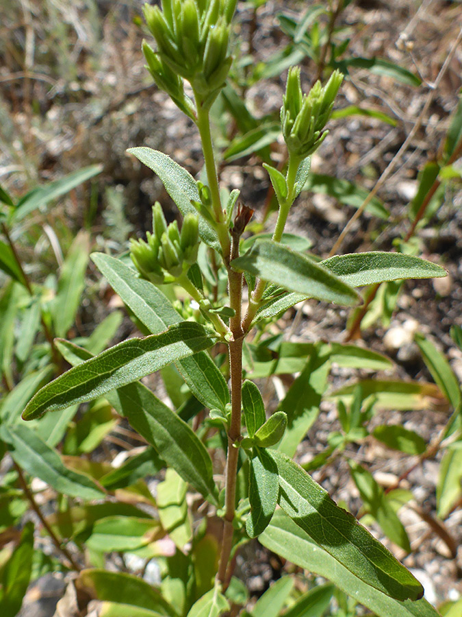Opposite stem leaves