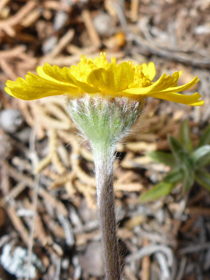 Flowerhead and upper stem