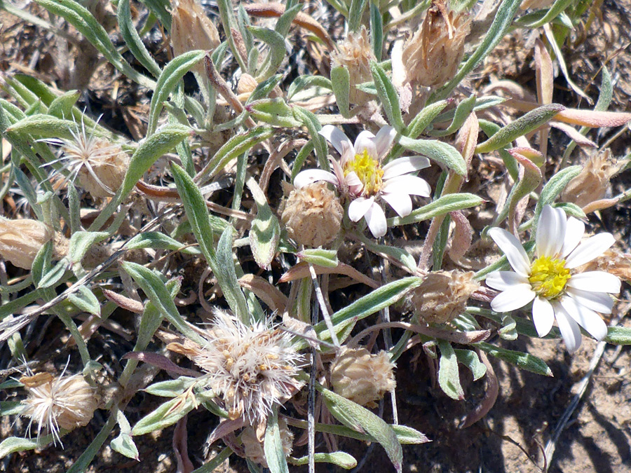 Flowerheads and seeds