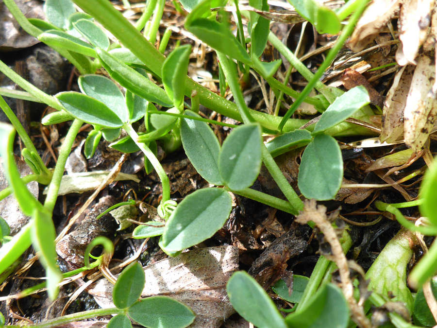 Leaves and stems