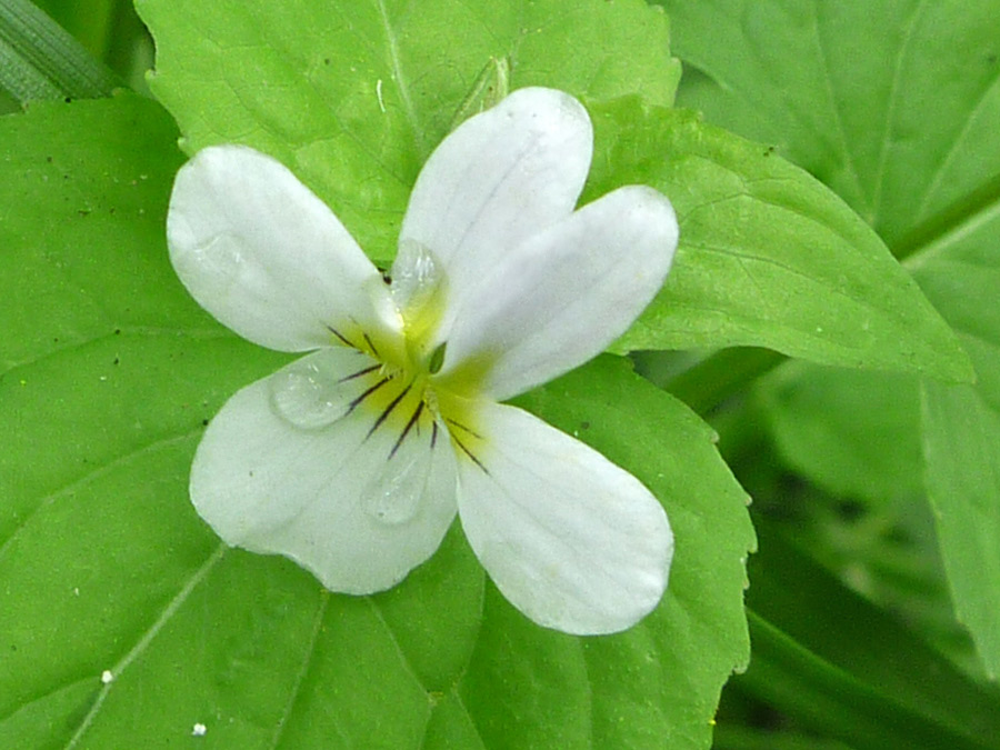 Yellow-centered white flower