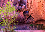 Neon Canyon