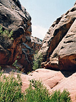 Bushes in the canyon