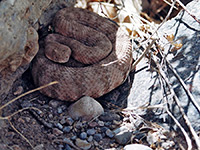 Southwestern speckled rattlesnake