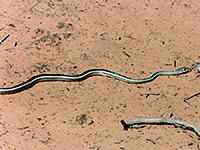 Desert striped whipsnake