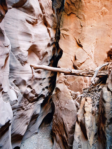 Log in the Chute Canyon narrows
